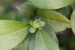 Dimorphocalyx glabellus